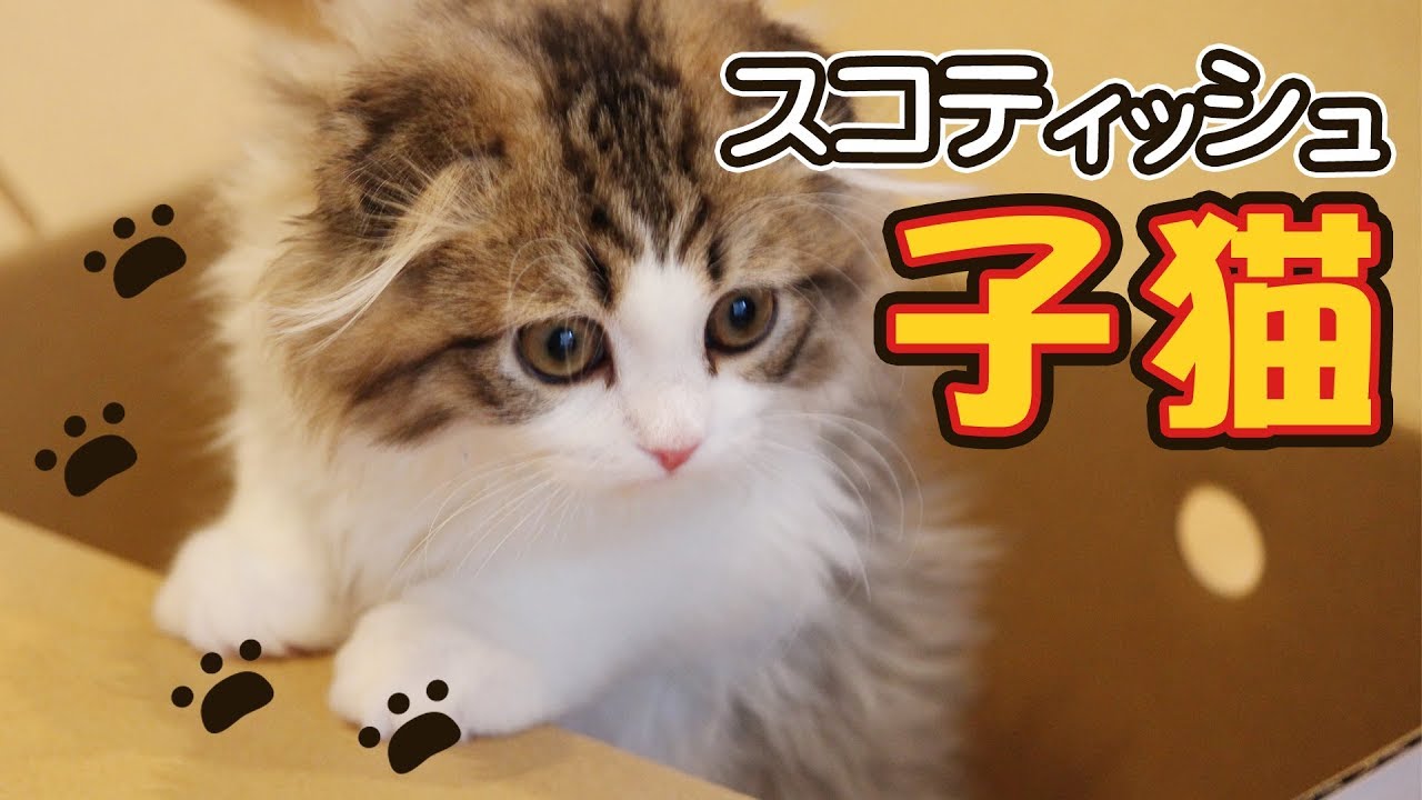 スコティッシュフォールドの子猫がお家にやってきた！