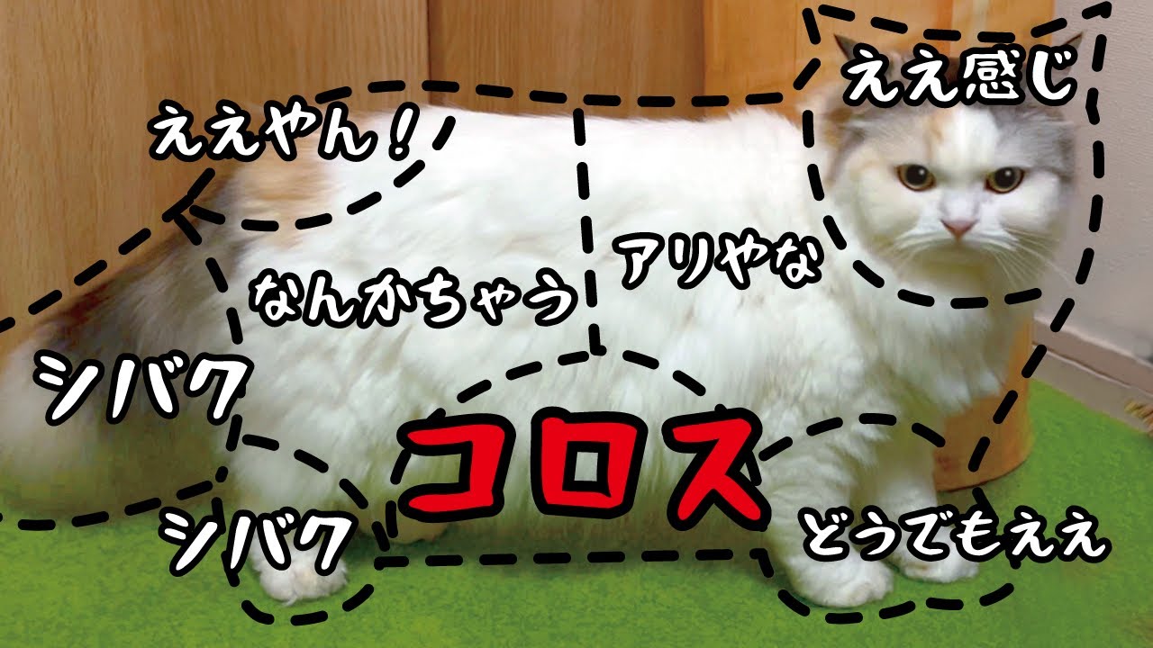 【詐欺】猫をさわった時の反応マニュアルが大嘘で逆に面白すぎました笑【関西弁でしゃべる猫】