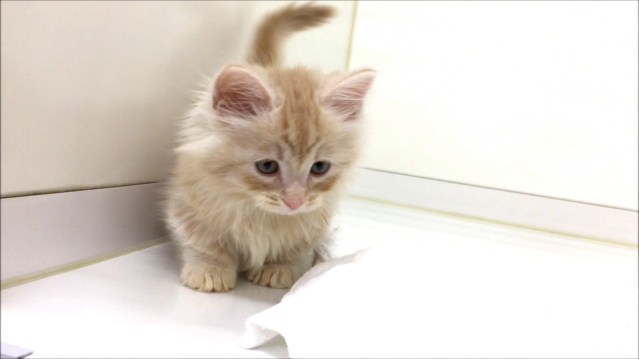 ぬいぐるみのように可愛いロングヘアーマンチカン☆