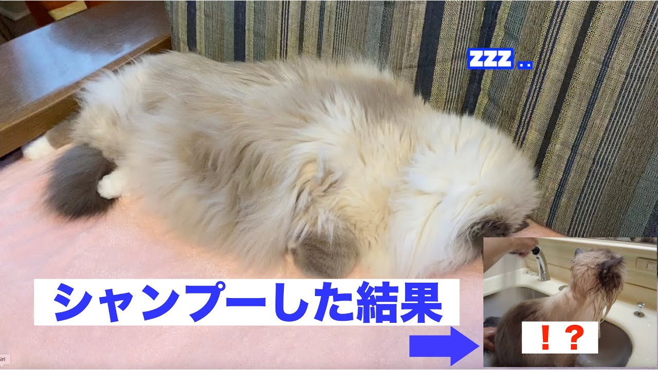 超長毛なバーマンをシャンプーするとこうなります笑