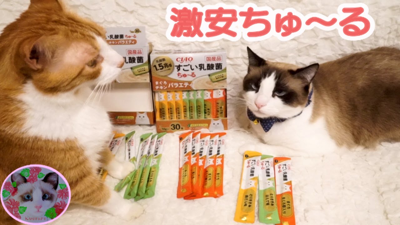 チュールが激安だったので1本ずつ食べられた猫 Cats ate one by one because churu was super cheap.