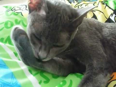 幸せおすそ分け from コラートキャットKoratCatコラットキャット(5)