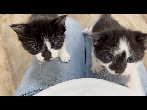 甘えることを覚えた子猫が可愛すぎた 生後30日【お盆3兄妹#20】Cute kittens who have learned how to be pampered.