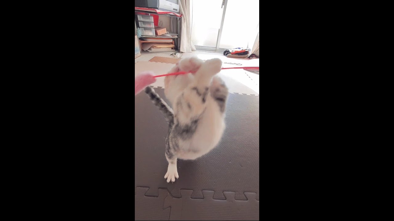 [子猫] (短足マンチカン×アメリカンカール)キンカロー~ジャンプする姿の子猫は可愛いです  #S5