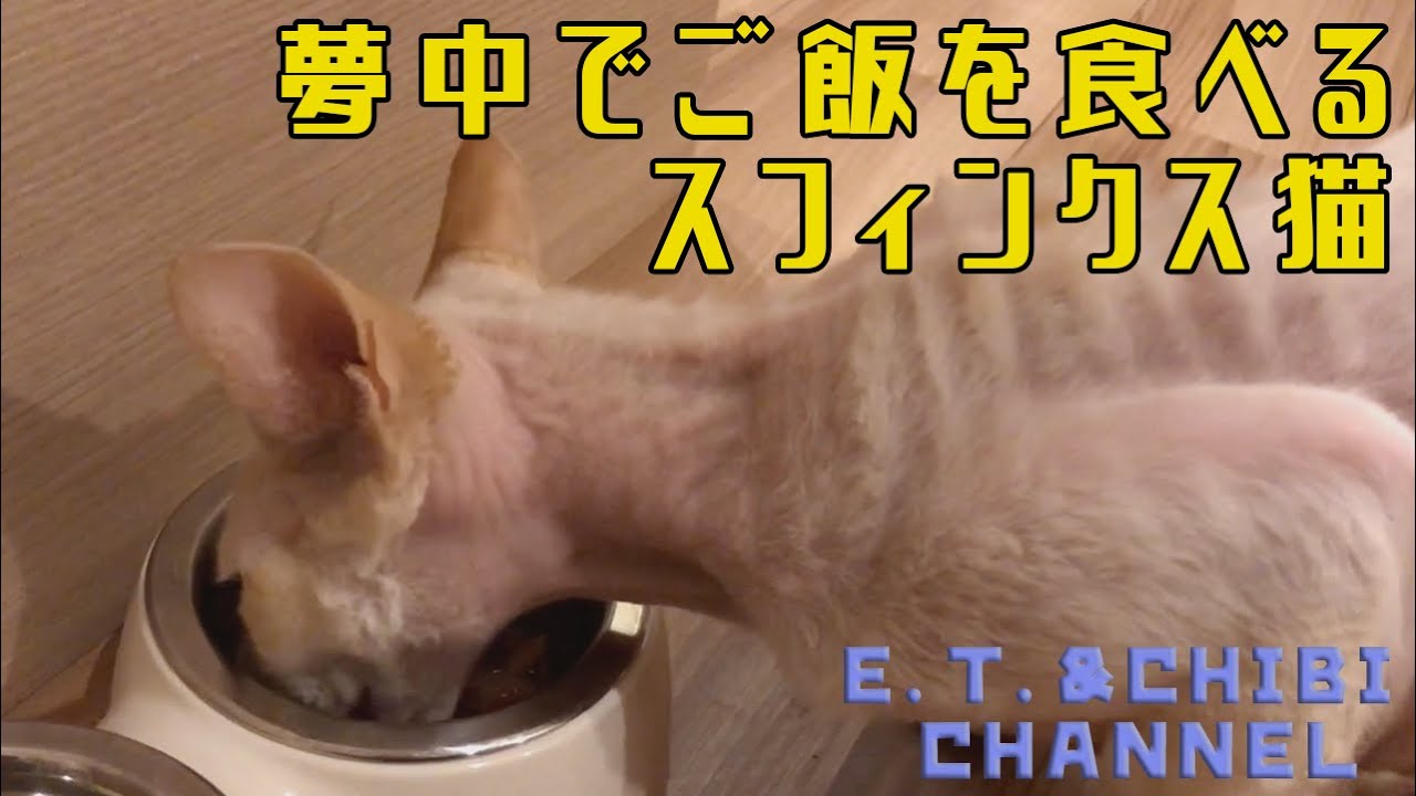 夢中でご飯を食べるスフィンクス猫／Sphinx cat crazy about eating meals