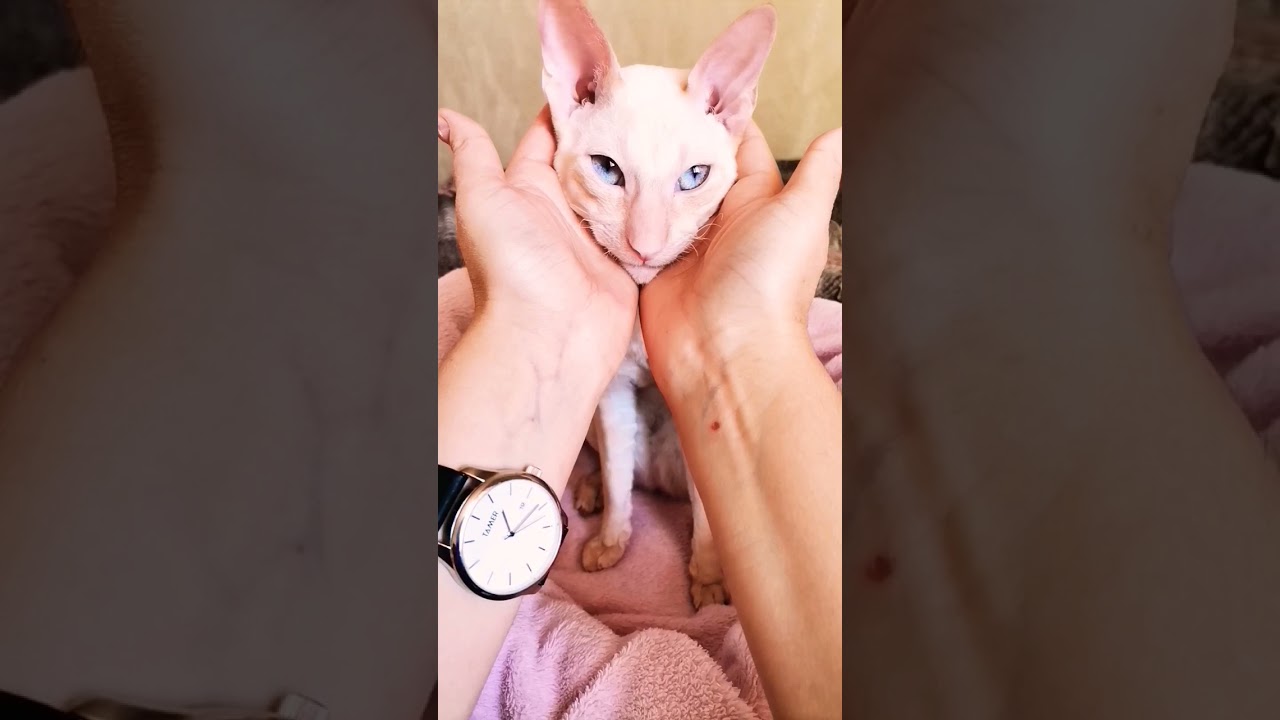 Funny cat - Cornish Rex