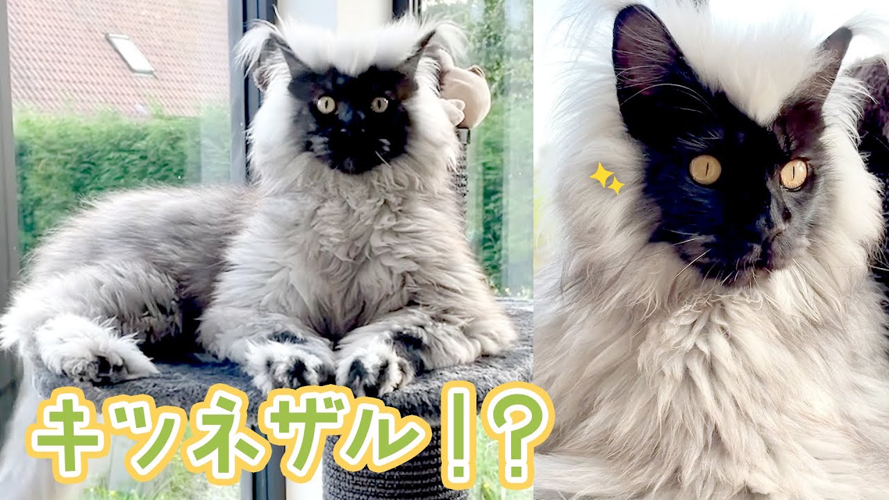 キツネザルじゃないよ。猫だよ🐱｜PECO