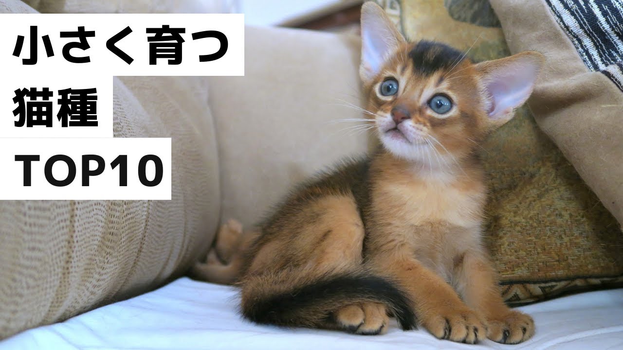 【おすすめ】大きくならない猫種ランキング　○○ショートヘア・アビ○○アン
