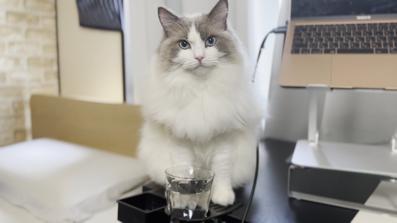 初めてラグドール猫を散歩に連れ出してみたら大変なことになった…【かわいい】