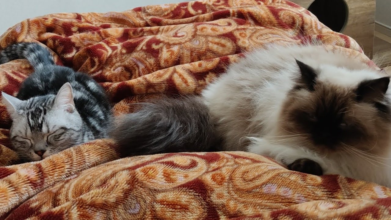 【ヒマラヤン】みんなでお昼寝【多頭飼い】