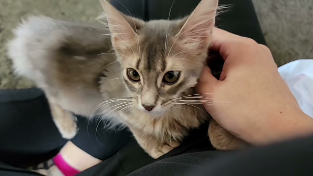 【子猫】【ソマリ】初めてお留守番したらこうなった