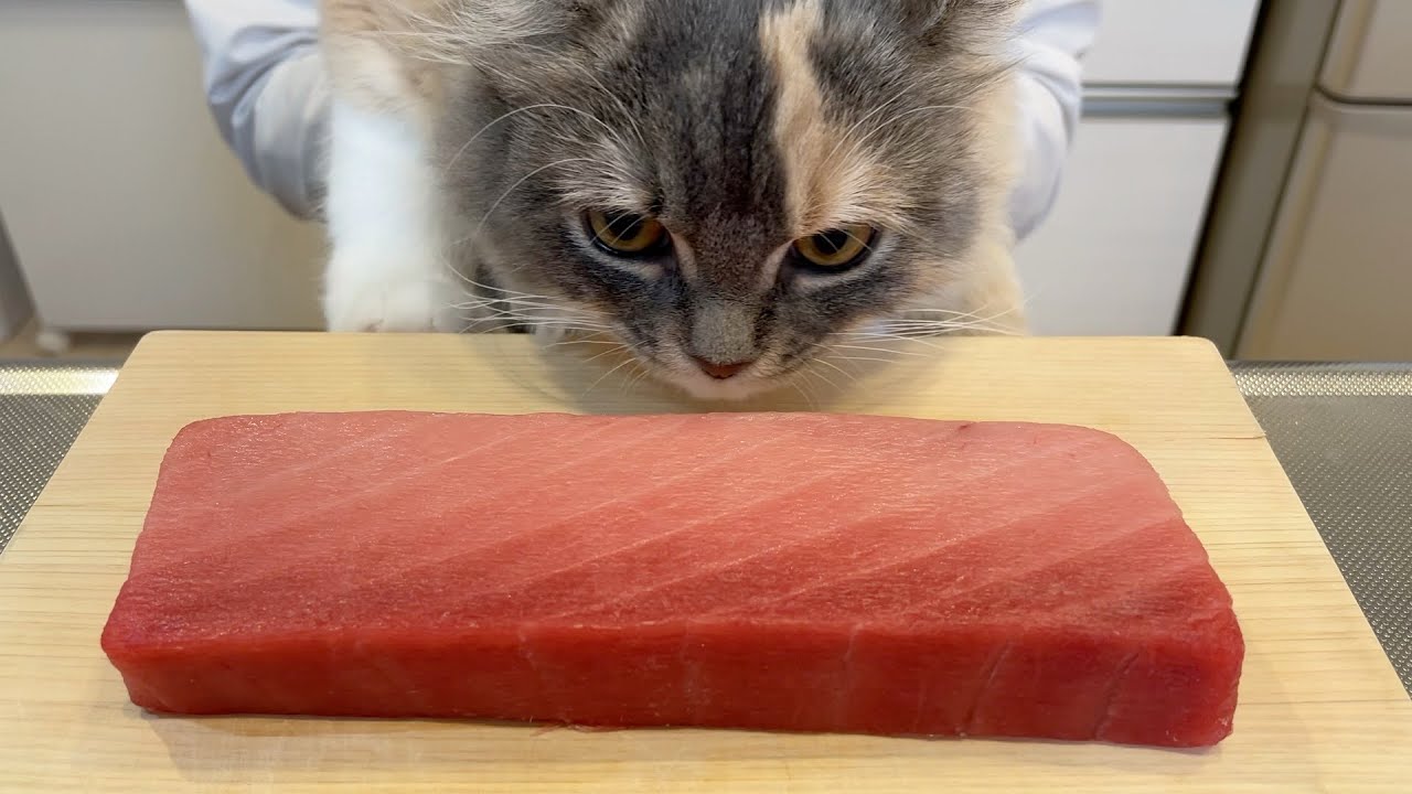子猫が初めてまぐろを食べました【アメリカンカール】