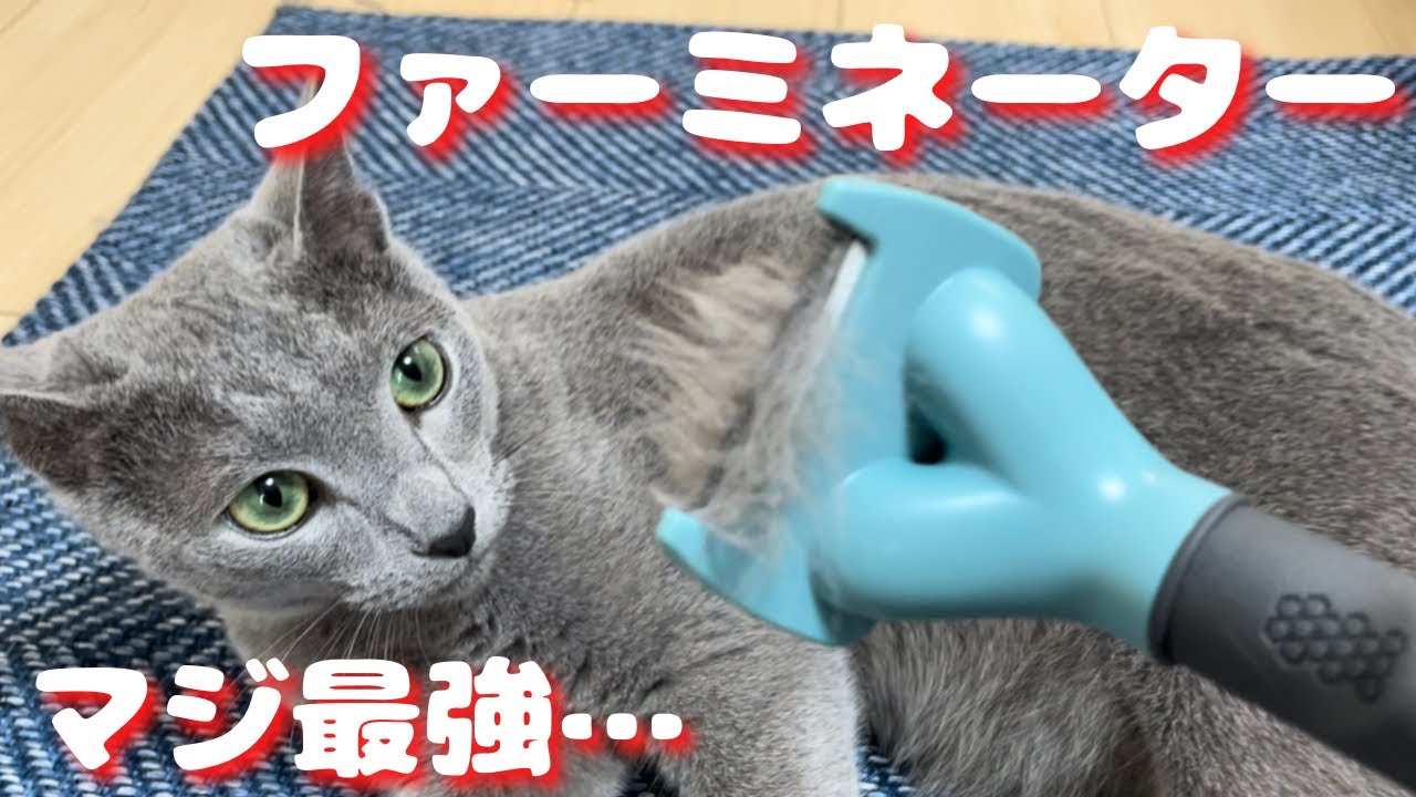 お手入れ大好きなかわいい猫にファーミネーター使ってみた【ロシアンブルー】
