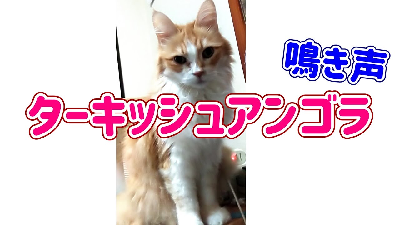 トルコの国宝　ターキッシュアンゴラのいろんな鳴き声【甘え声／おねだり声／漏れ声】Various Meow of Turkish Angora