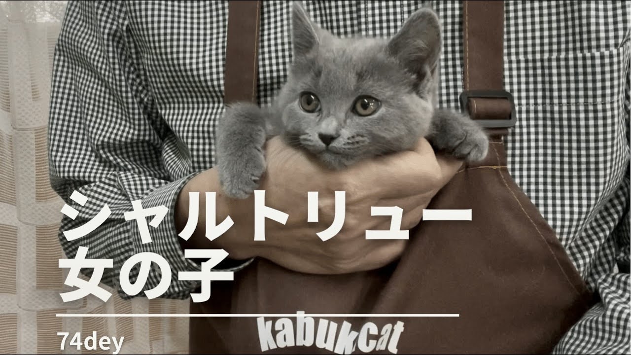 【シャルトリュー女の子】甘えん坊な姫猫ちゃん！