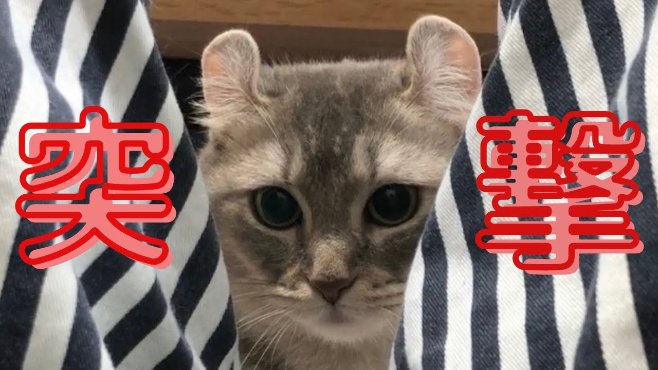 狙いを定めて突撃！！パパと遊ぶNANA(アメリカンカール)