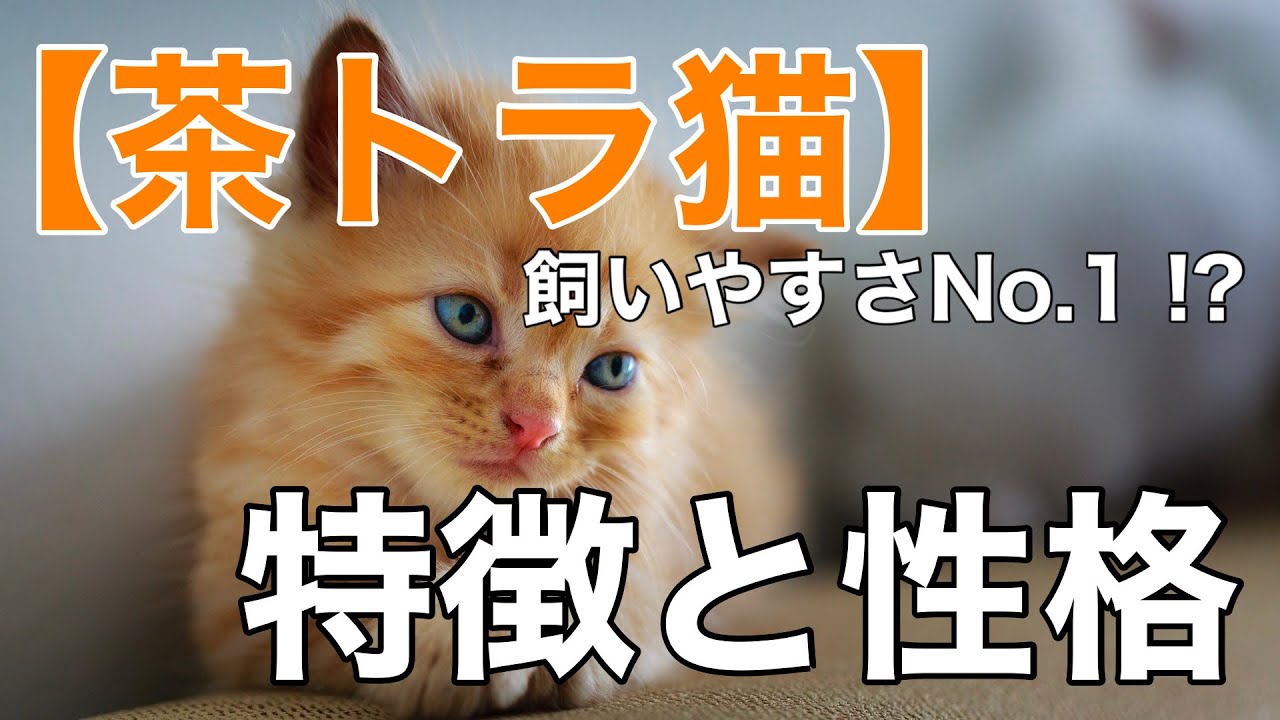【解説】茶トラ猫ってどんな猫？特徴、性格を徹底解説！飼いやすさNO.1は本当？　#茶トラ猫　#茶トラ