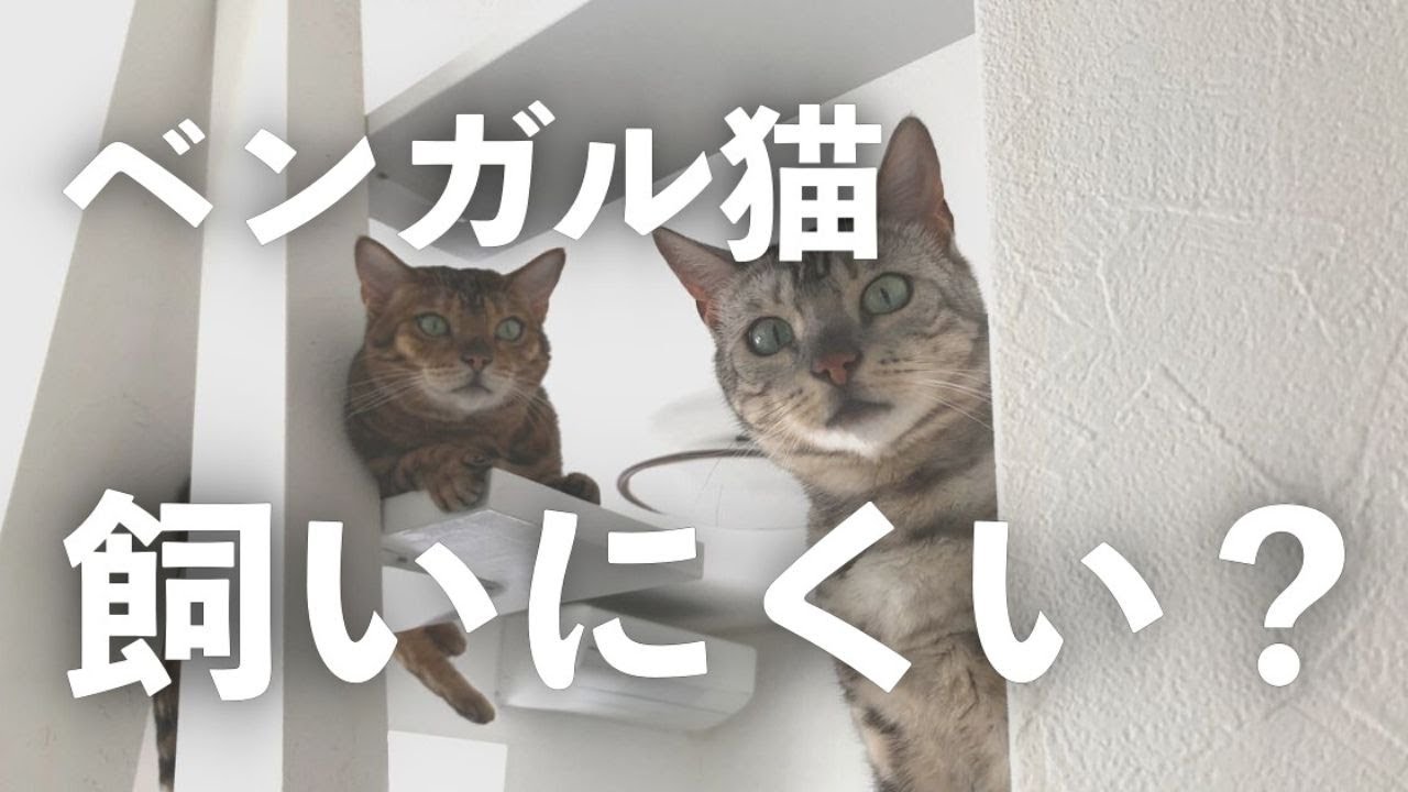 ベンガル猫は飼いにくい？猫初心者には向かない？『猫を飼う本質が…』