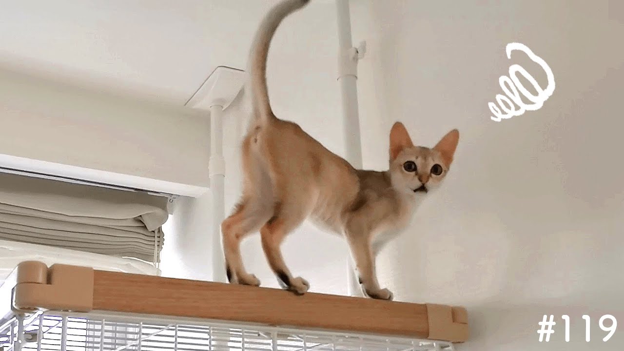 どうしても飼い主と一緒にいたい子猫が可愛い【シンガプーラ】