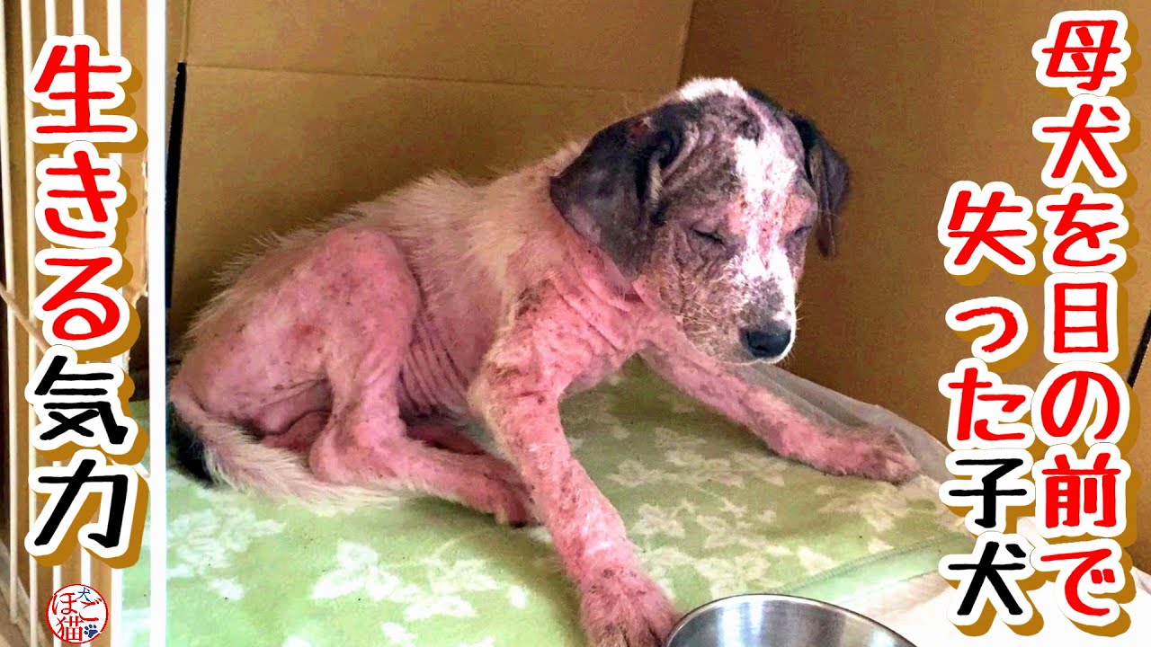 【子犬　保護犬　子猫】目の前で母犬を失ったボロボロの子犬　生きる力