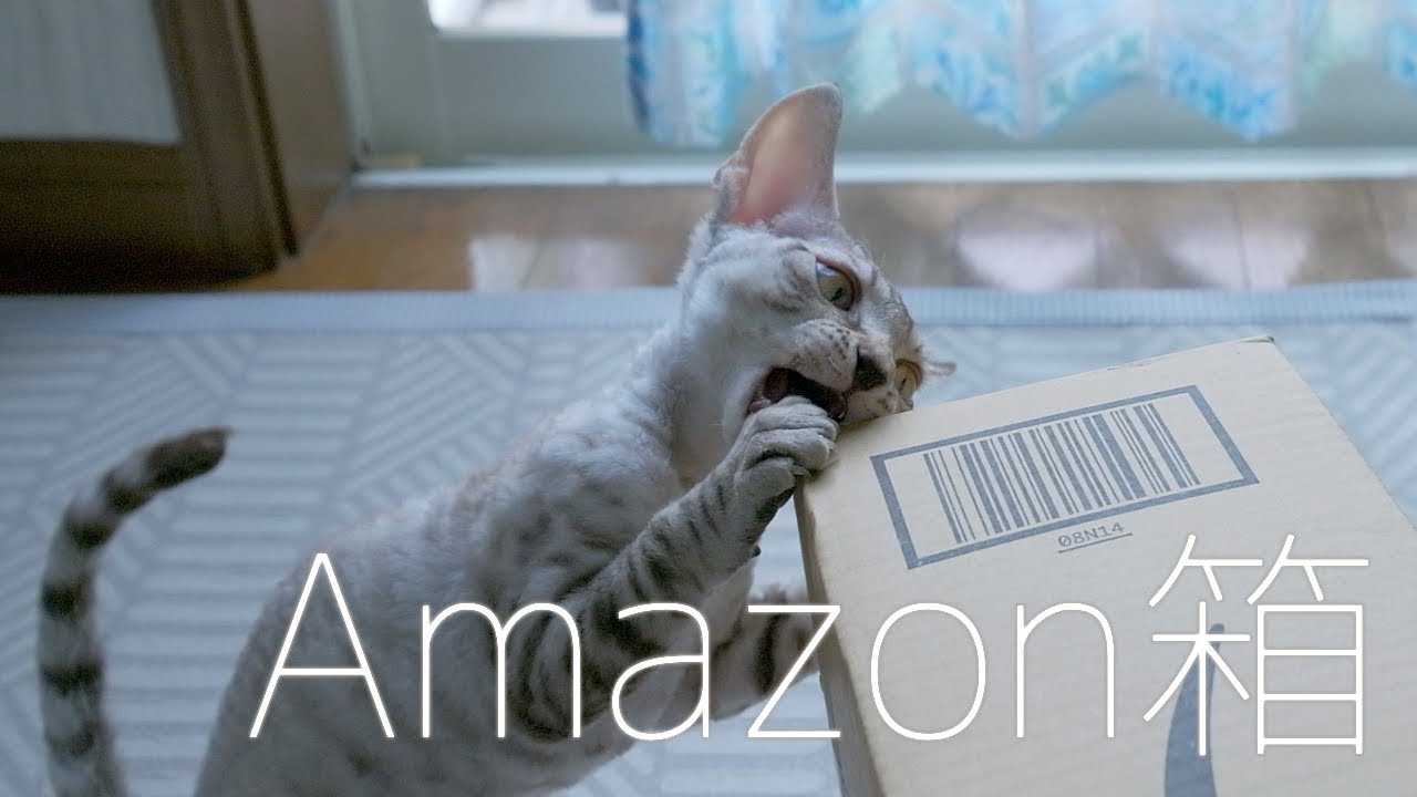狩りスイッチが入る子猫／デボンレックス