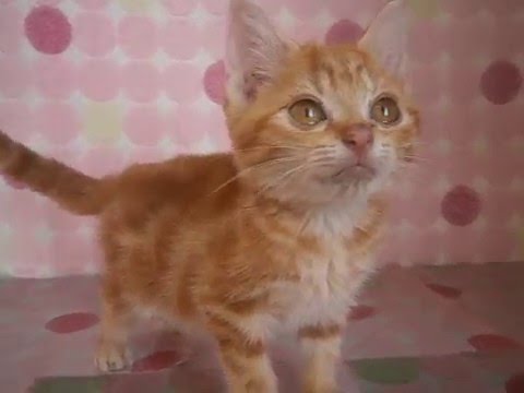 ペットショップCoo&RIKU アメリカンショートヘアー 00268829