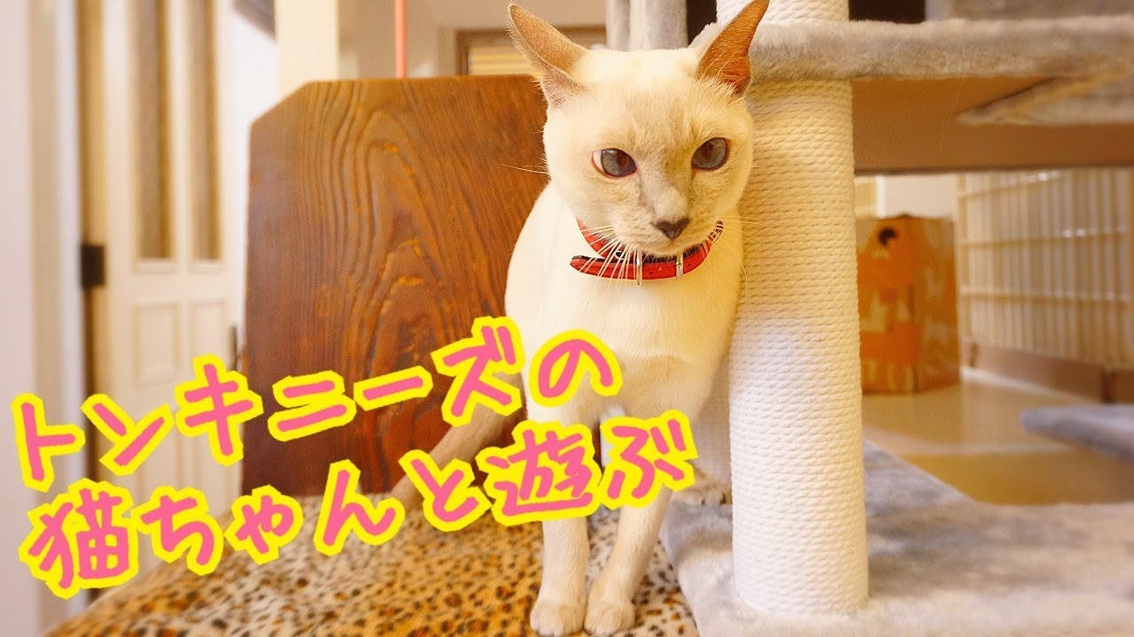トンキニーズの猫ちゃんの動きはけっこう激しい！？