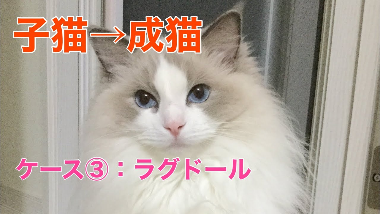 【ラグドールのリリーちゃん】子猫→成猫への成長記録ケース③ラグドール