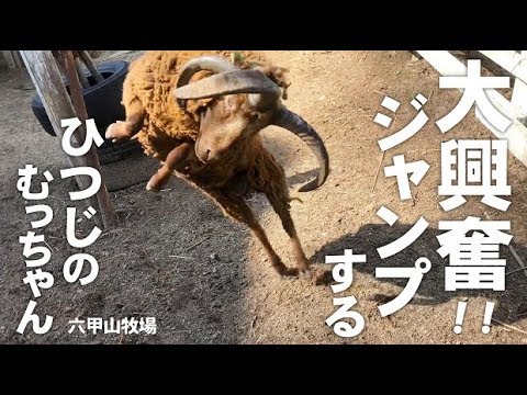 大興奮でジャンプしまくる羊のむっちゃん【六甲山牧場】遊びでテンションあがって跳ねまくるマンクスロフタンのむっちゃん