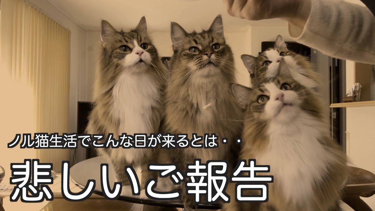 【悲しいご報告】（涙）こんな日が来るなんて想像もしなかった