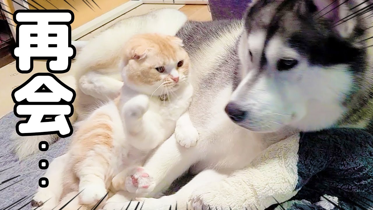最愛のハスキー犬との再会に嬉しすぎてニャーニャー甘える子猫がこちら...