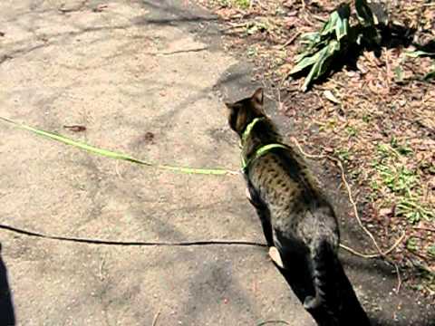 オシキャットの散歩１