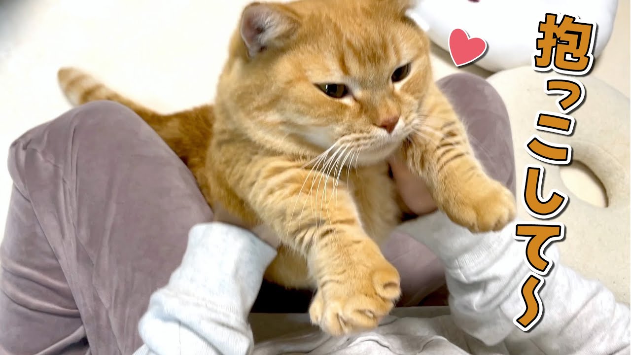 甘え方が赤ちゃんみたいな猫が可愛すぎる…！