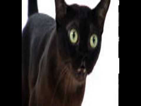 havana brown cats for adoption