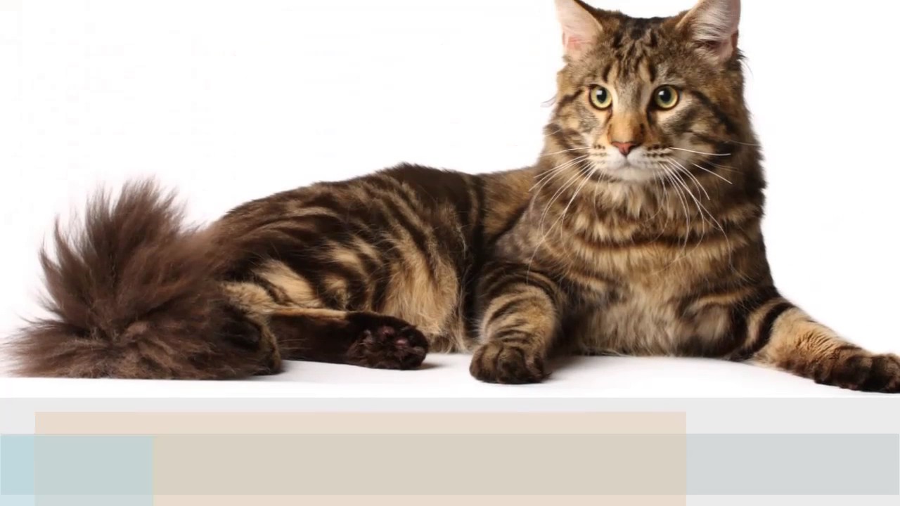 Manx cat  History,Personality,Health,Care