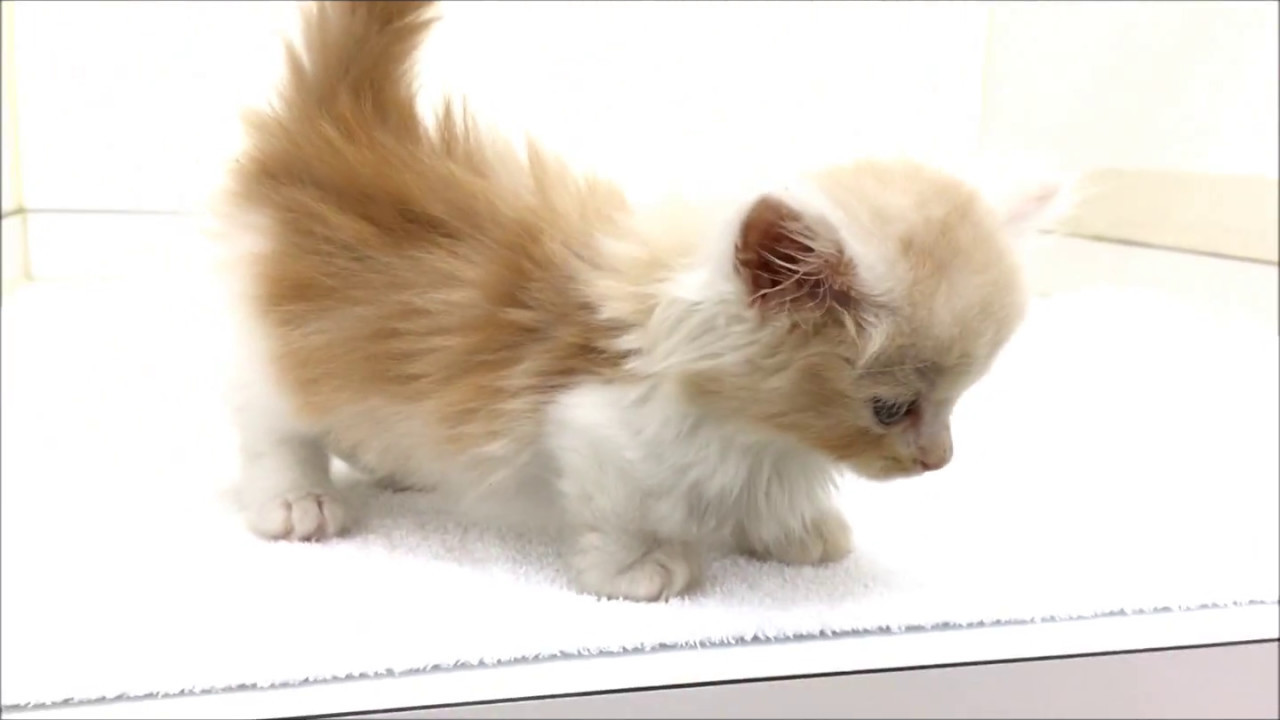 と～っても可愛いロングヘアーのマンチカンです!!