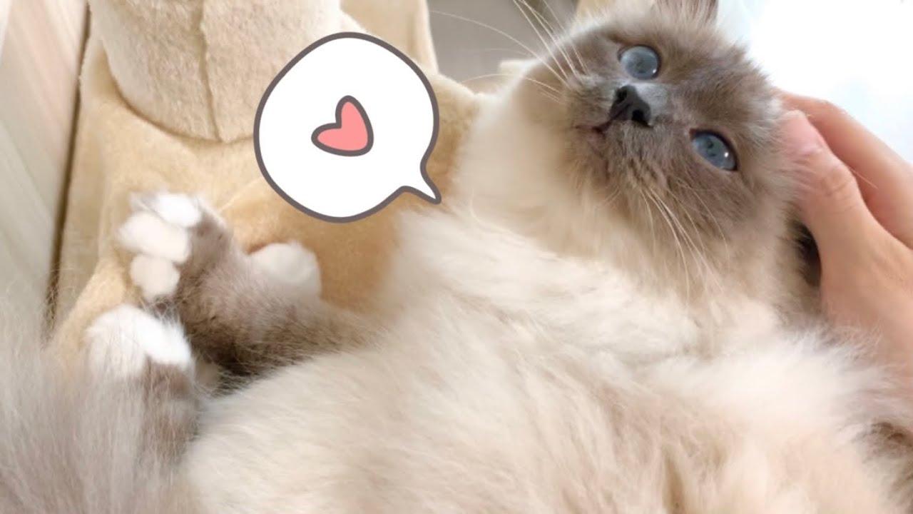 ハンモックで寝落ちするモフ猫【バーマン】