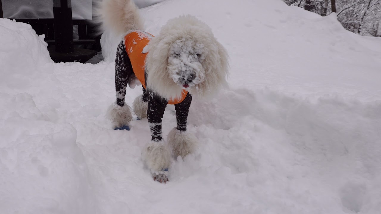 岐阜荘川スノーシューツアー