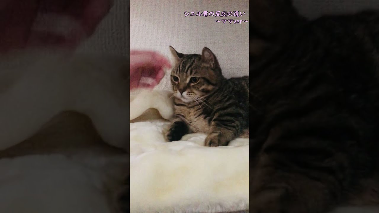 飼い主に対する反応が違いすぎる子猫がこちらです　/キンカロー　マンチカン×アメリカンカール　#Shorts