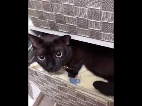 猫のバーミーズの隠れ場所