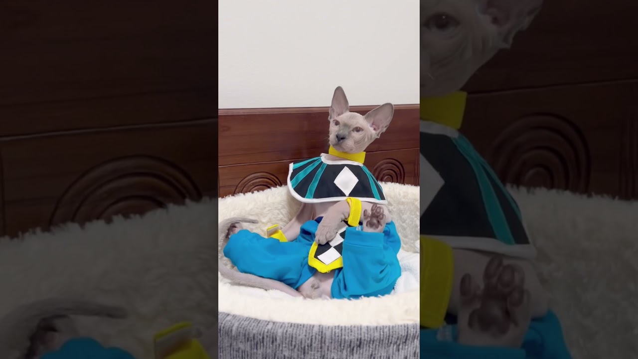 ドラゴンボール破壊神ビルス様に変身したスフィンクス猫【星の国の猫スルタン】