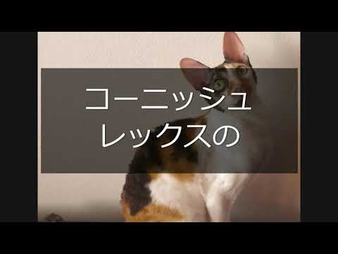 Animalbook CM cornish rex2