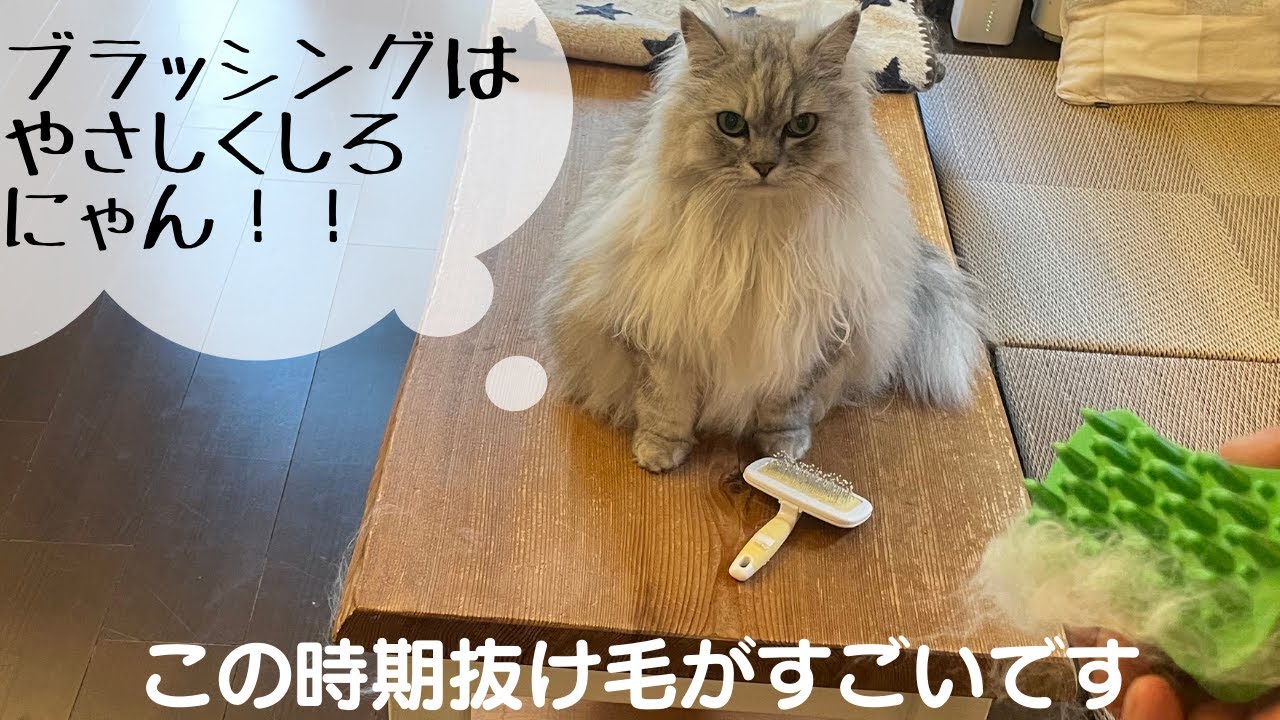 この時期抜け毛がすごいです【8歳のラガマフィン】
