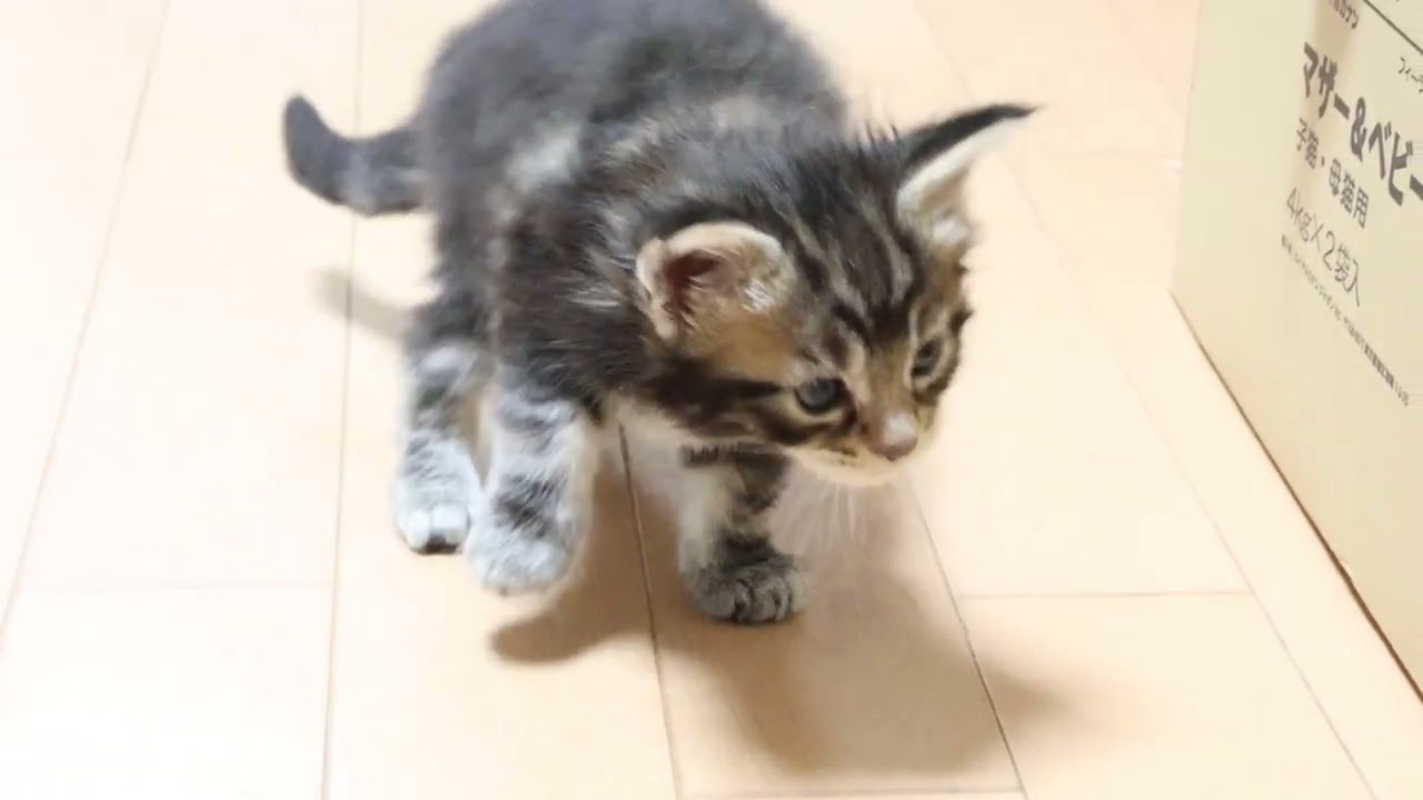 ブラウンのメインクーン子猫の浩太君