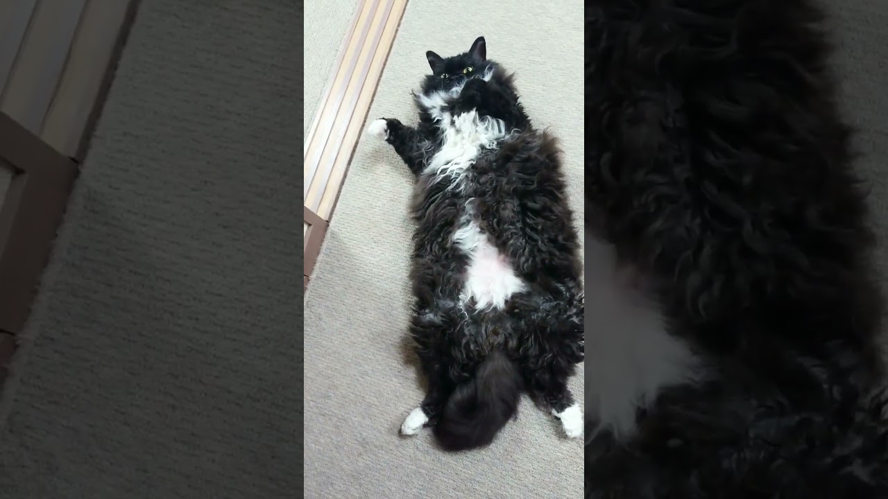 長い。#gato #cat #shorts #short #selkirkrex #猫 #セルカークレックス