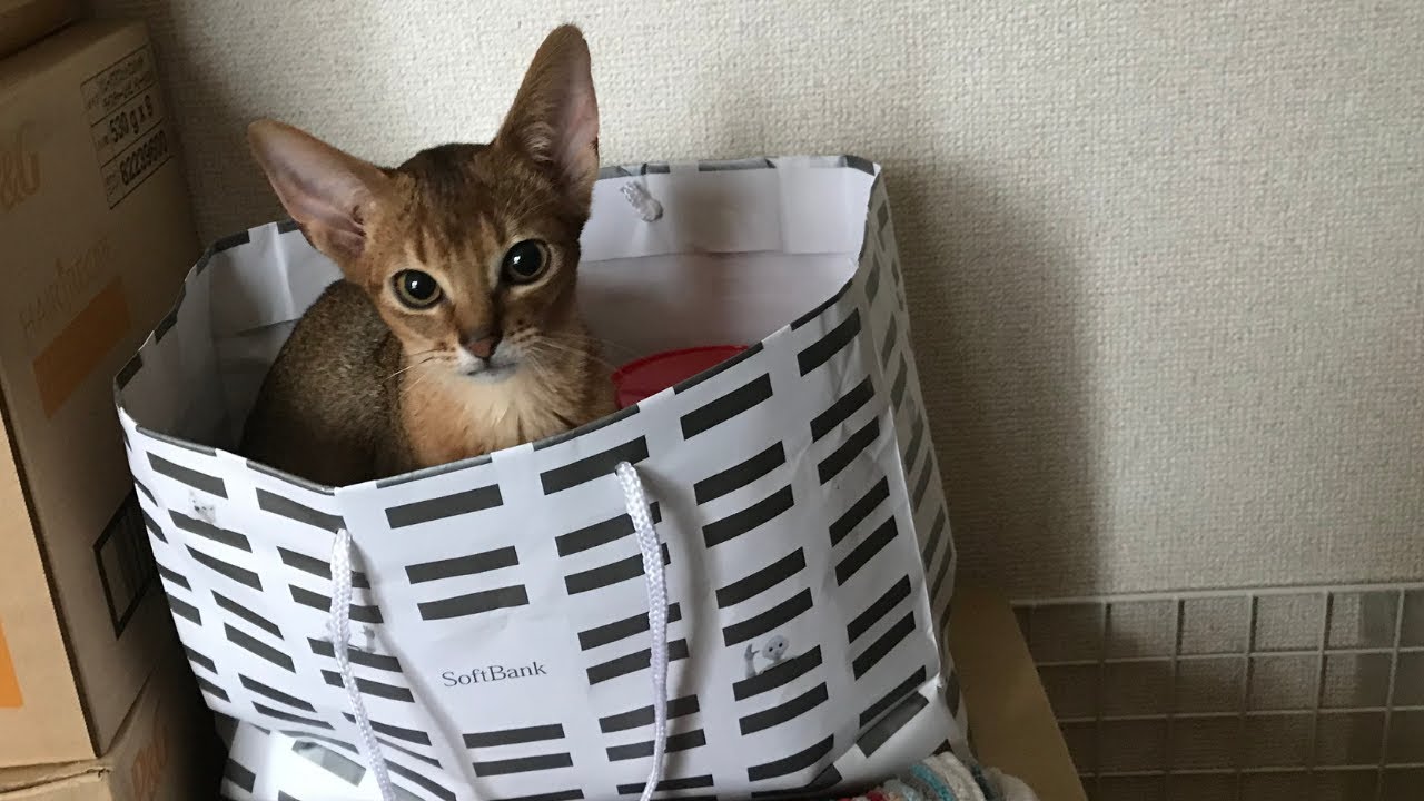 アビシニアンを迎えた時のお話・グラディオラ