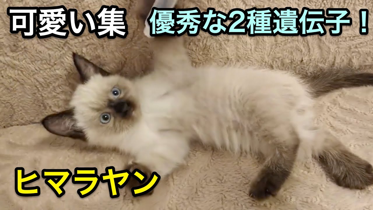 【ヒマラヤン】見るとモフモフしたくなる猫ちゃん！ヒマラヤンのかわいいシーン集【子猫】