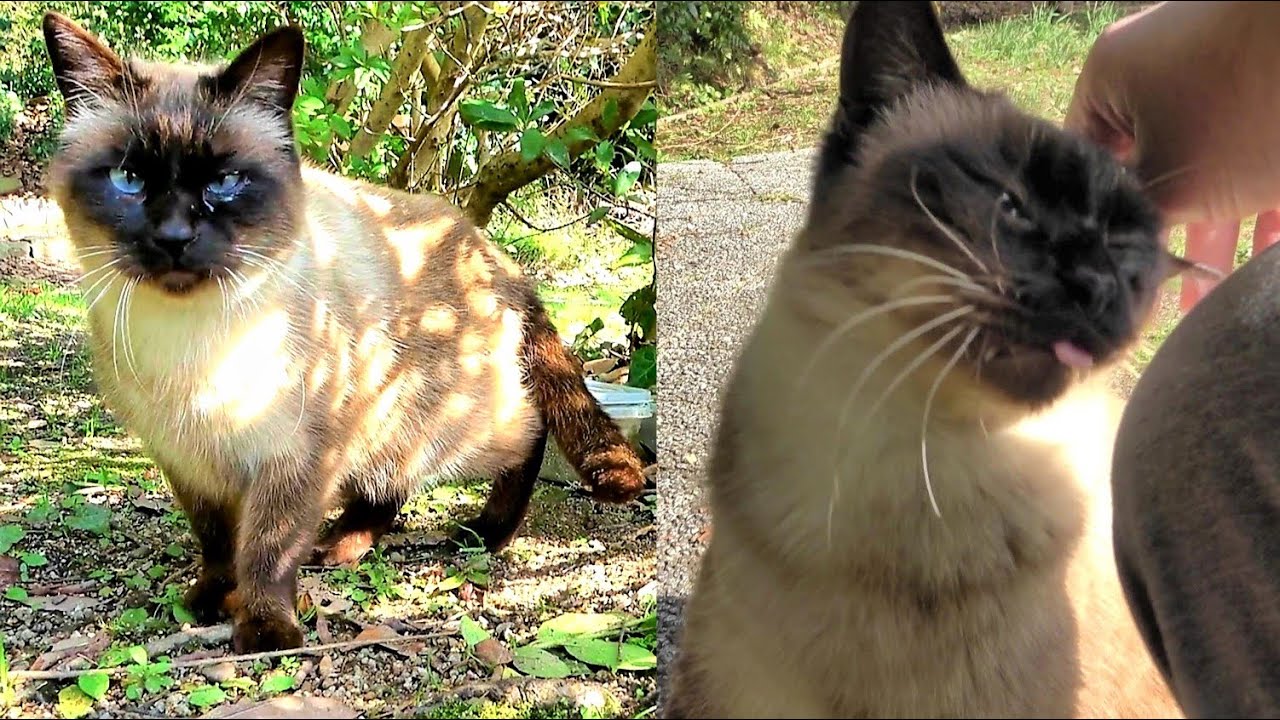 野良のシャム猫がすり寄って来たので撫でてたらシャム猫がもう１匹現れた