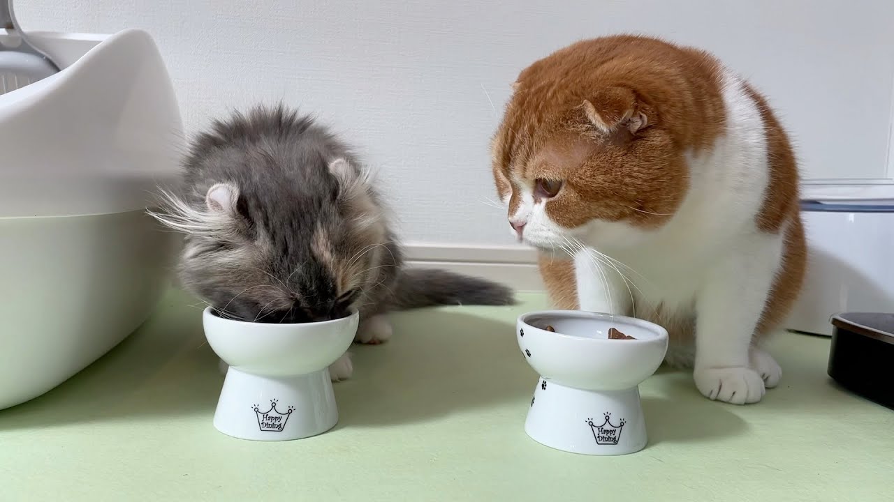【感動】後輩子猫に優しい先輩猫【アメリカンカール/スコティッシュフォールド】