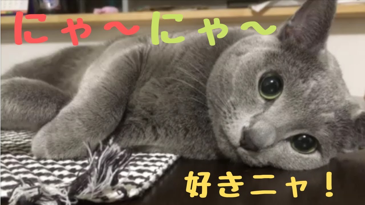 【驚愕】人によって態度が違う猫（ロシアンブルー）